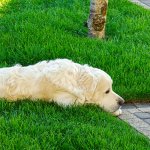 Sad golden retriever