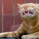 fucked up cat