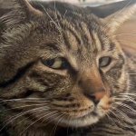 Side eye meow meme