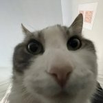 Cat Stare