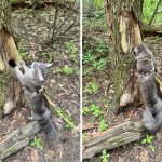 The cat is screaming