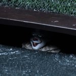IT