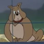 Confusion dog