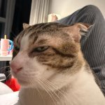 Side eye cat