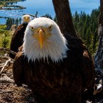 Eagles