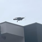 bird with a hanger