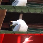 Screaming bird | when you got grounded | image tagged in screaming bird | made w/ Imgflip meme maker