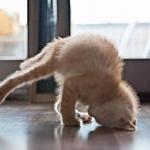 yoga kitty