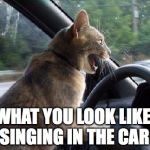 catsale | WHAT YOU LOOK LIKE SINGING IN THE CAR | image tagged in catsale | made w/ Imgflip meme maker