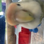 Bird face :3