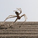 running spider