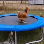Chicken Flying Practice ? | image tagged in gifs,chickens,trampoline,flying,practice | made w/ Imgflip video-to-gif maker