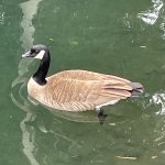 Goose meme