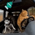 cat driving husky