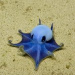 Megamind Octopus