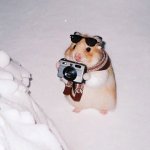 Hamster photo