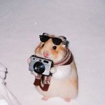 Photo Hamster