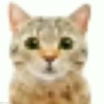 cat stare