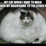 fat cat 2 | My cat when I have to walk through my doorframe to the other room | image tagged in fat cat 2 | made w/ Imgflip meme maker