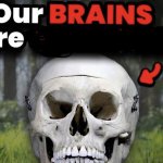 Our brains are