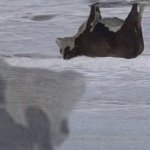 Upside down cow meme