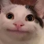 Beluga Staring Meme
