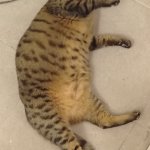 Fat Cat Panic