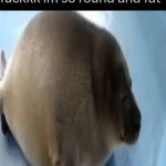 round seal