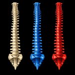 human backbones (3 pcs) in different colors on black background