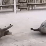 Bouncing seals