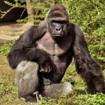 Harambe