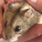 Blurry Hamster