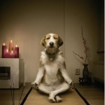 Dog Meditating