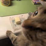 Butter Cat