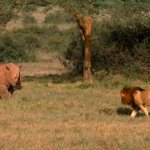 Rhino and lion