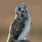90 Degree angle Owl meme