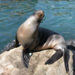 Seal