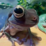 Frog of disappointment