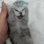 Little Cat Stressed Out