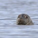 concerned seal