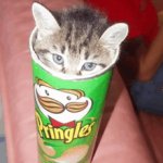 PRINGLE CAT meme