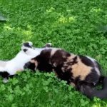 Have a nice day | This cat is laying in clovers (good luck) you wanna join her? | image tagged in gifs,cat,lucky | made w/ Imgflip video-to-gif maker