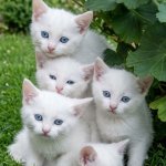 White kittens meme