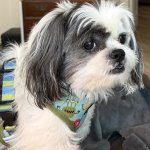 Bear, the scheming Shih Tzu