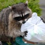 raccoon protecting trash template