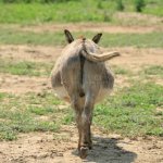 Donkey ass