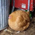 absolute unit