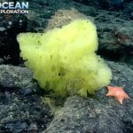 Sponge bob