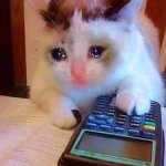 Gato llorando