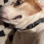 Shocked Dog